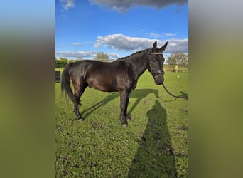 Anglo European Studbook, Caballo castrado, 5 años, 161 cm, Negro