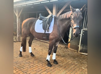 Anglo European Studbook, Caballo castrado, 5 años, 161 cm, Negro