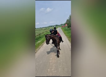 Anglo European Studbook, Caballo castrado, 5 años, 161 cm, Negro