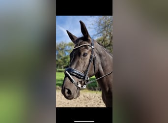 Anglo European Studbook, Caballo castrado, 5 años, 161 cm, Negro