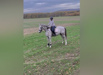 Anglo European Studbook, Caballo castrado, 5 años, 161 cm, Tordo