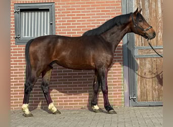 Anglo European Studbook, Caballo castrado, 5 años, 162 cm, Castaño