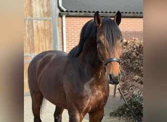Anglo European Studbook, Caballo castrado, 5 años, 162 cm, Castaño