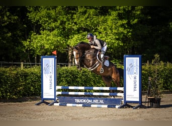 Anglo European Studbook, Caballo castrado, 5 años, 163 cm, Castaño