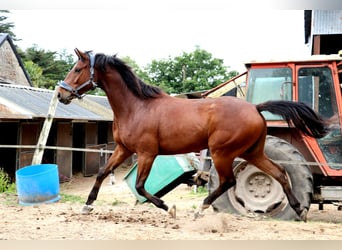 Anglo European Studbook, Caballo castrado, 5 años, 165 cm, Castaño