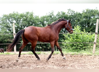 Anglo European Studbook, Caballo castrado, 5 años, 165 cm, Castaño