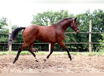 Anglo European Studbook, Caballo castrado, 5 años, 165 cm, Castaño