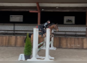 Anglo European Studbook, Caballo castrado, 5 años, 166 cm, Castaño