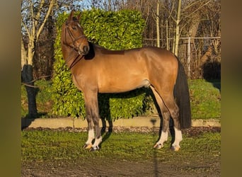 Anglo European Studbook, Caballo castrado, 5 años, 166 cm, Castaño