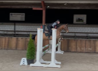 Anglo European Studbook, Caballo castrado, 5 años, 166 cm, Castaño