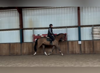 Anglo European Studbook, Caballo castrado, 5 años, 166 cm, Castaño