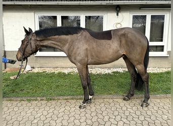 Anglo European Studbook, Caballo castrado, 5 años, 167 cm, Negro