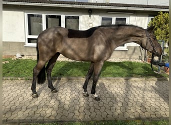 Anglo European Studbook, Caballo castrado, 5 años, 167 cm, Negro