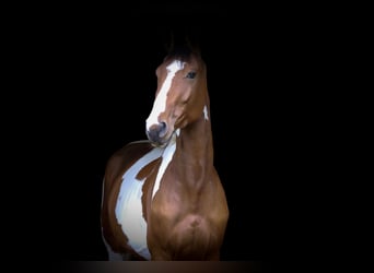 Anglo European Studbook, Caballo castrado, 5 años, 167 cm, Pío