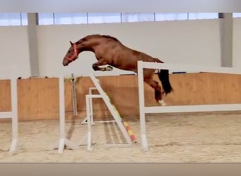 Anglo European Studbook, Caballo castrado, 5 años, 168 cm, Alazán