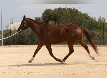 Anglo European Studbook, Caballo castrado, 5 años, 169 cm, Alazán