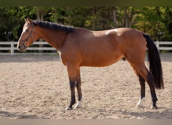 Anglo European Studbook, Caballo castrado, 5 años, 169 cm, Castaño rojizo