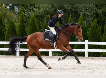 Anglo European Studbook, Caballo castrado, 5 años, 169 cm, Castaño rojizo