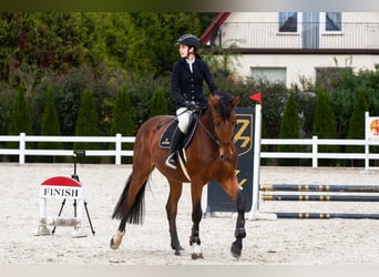 Anglo European Studbook, Caballo castrado, 5 años, 169 cm, Castaño rojizo