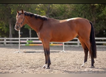 Anglo European Studbook, Caballo castrado, 5 años, 169 cm, Castaño rojizo