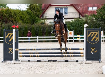 Anglo European Studbook, Caballo castrado, 5 años, 169 cm, Castaño rojizo