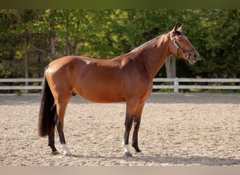 Anglo European Studbook, Caballo castrado, 5 años, 169 cm, Castaño rojizo