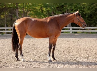 Anglo European Studbook, Caballo castrado, 5 años, 169 cm, Castaño rojizo