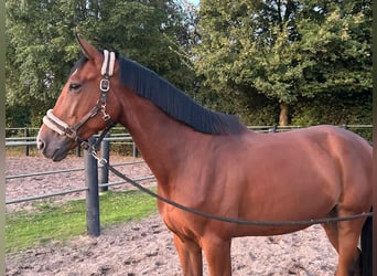 Anglo European Studbook, Caballo castrado, 5 años, 170 cm, Castaño