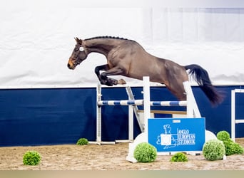 Anglo European Studbook Mestizo, Caballo castrado, 5 años, 172 cm, Castaño rojizo