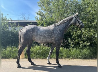 Anglo European Studbook, Caballo castrado, 5 años, 172 cm, Tordo