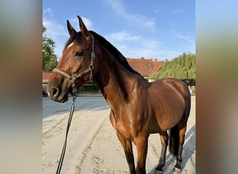 Anglo European Studbook, Caballo castrado, 5 años, 173 cm, Castaño