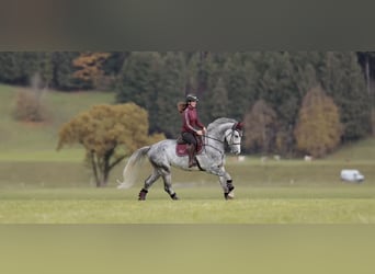 Anglo European Studbook, Caballo castrado, 5 años, 173 cm, Tordo rodado