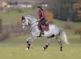 Anglo European Studbook, Caballo castrado, 5 años, 173 cm, Tordo rodado