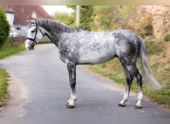 Anglo European Studbook, Caballo castrado, 5 años, 175 cm, Tordo