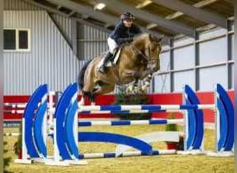 Anglo European Studbook, Caballo castrado, 6 años, 162 cm, Castaño