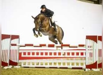 Anglo European Studbook, Caballo castrado, 6 años, 162 cm, Castaño