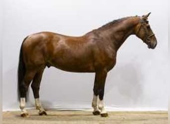 Anglo European Studbook, Caballo castrado, 6 años, 162 cm, Castaño