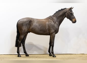 Anglo European Studbook, Caballo castrado, 6 años, 164 cm, Castaño oscuro