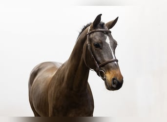 Anglo European Studbook, Caballo castrado, 6 años, 164 cm, Castaño oscuro