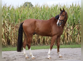 Anglo European Studbook, Caballo castrado, 6 años, 165 cm, Castaño