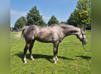 Anglo European Studbook, Caballo castrado, 6 años, 166 cm, Tordo