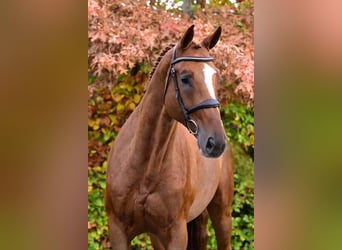 Anglo European Studbook, Caballo castrado, 6 años, 168 cm, Alazán