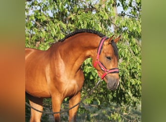 Anglo European Studbook, Caballo castrado, 6 años, 168 cm, Castaño