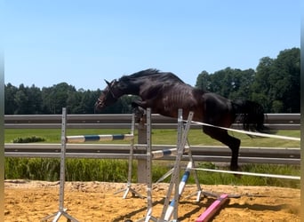 Anglo European Studbook, Caballo castrado, 6 años, 170 cm, Castaño