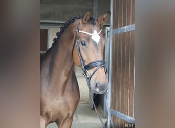 Anglo European Studbook, Caballo castrado, 6 años, 172 cm, Castaño