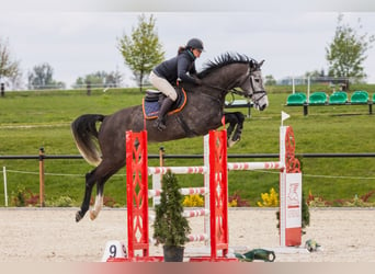 Anglo European Studbook, Caballo castrado, 6 años, 175 cm, Tordo