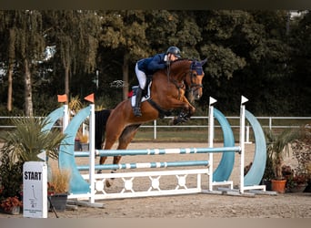 Anglo European Studbook, Caballo castrado, 6 años, 178 cm, Castaño