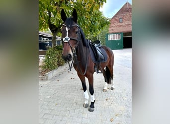 Anglo European Studbook, Caballo castrado, 7 años, 160 cm, Castaño