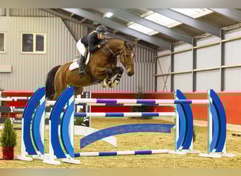 Anglo European Studbook, Caballo castrado, 7 años, 162 cm, Castaño