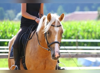 Anglo European Studbook, Caballo castrado, 7 años, 165 cm, Palomino